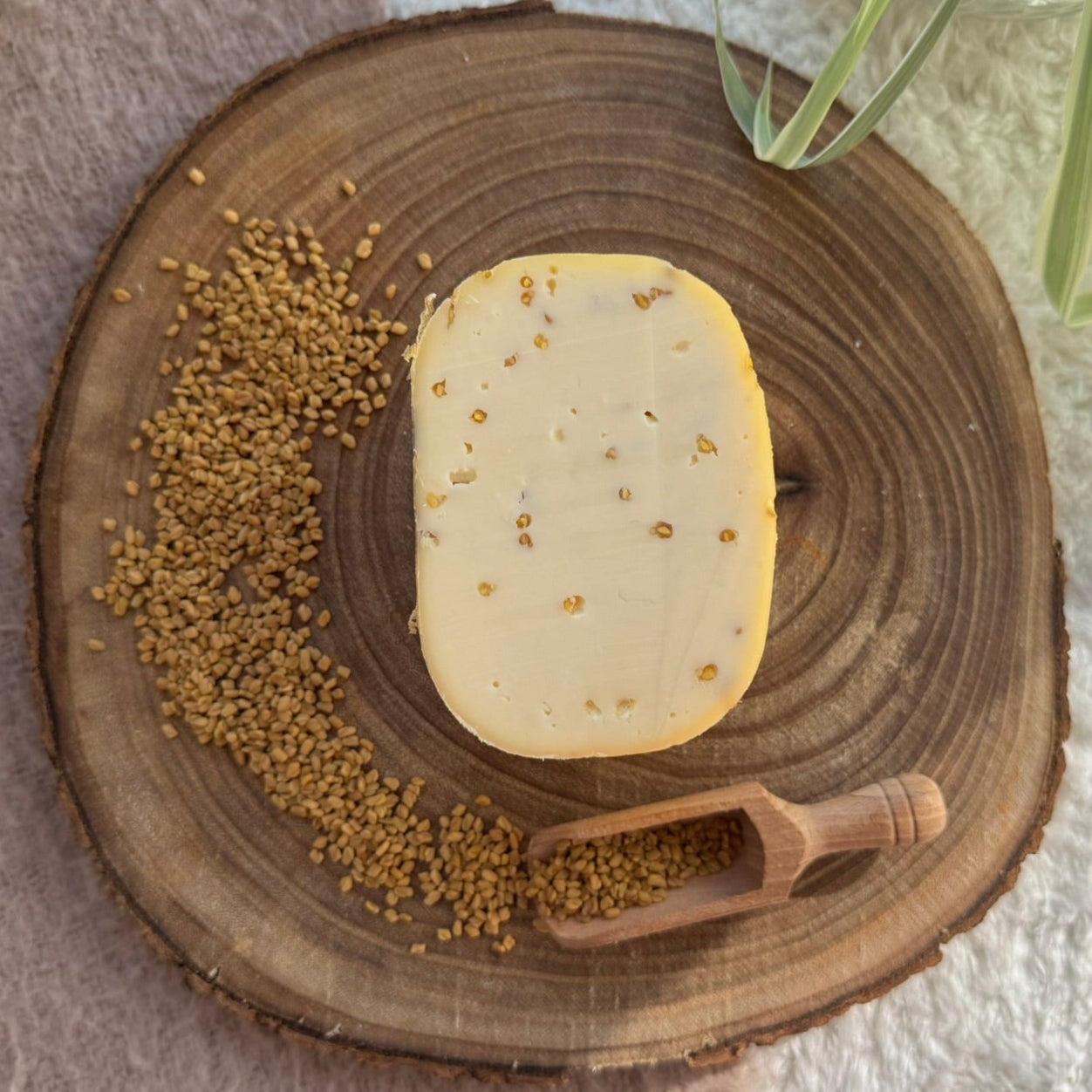 Kuh-Käse Bockshornklee